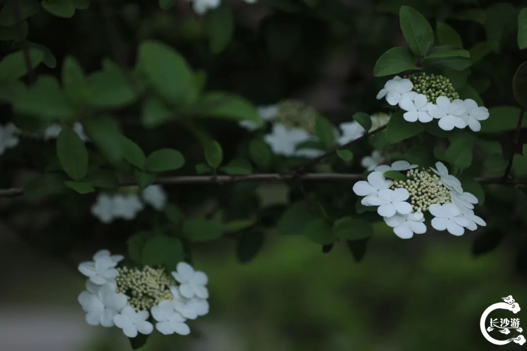 DƬ